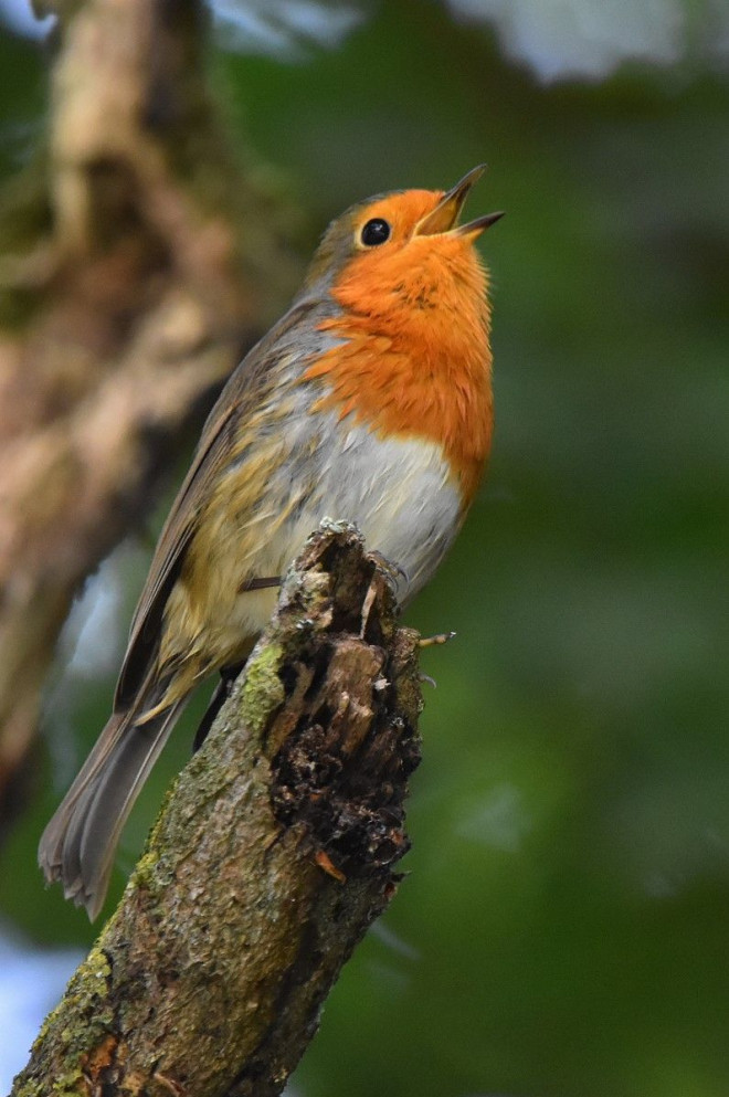 Photo de Rouge gorge