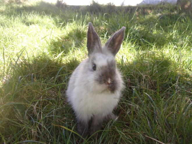 Photo de Lapin