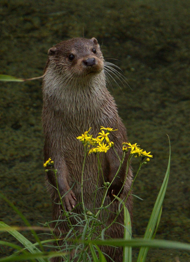 Photo de Loutre