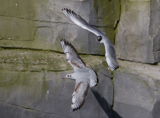 Photo de Mouette