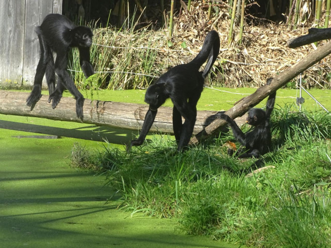 Photo de Singe - tle  tte noire