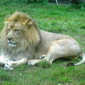 Photo de Lion