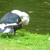 Photo de Canard de barbarie