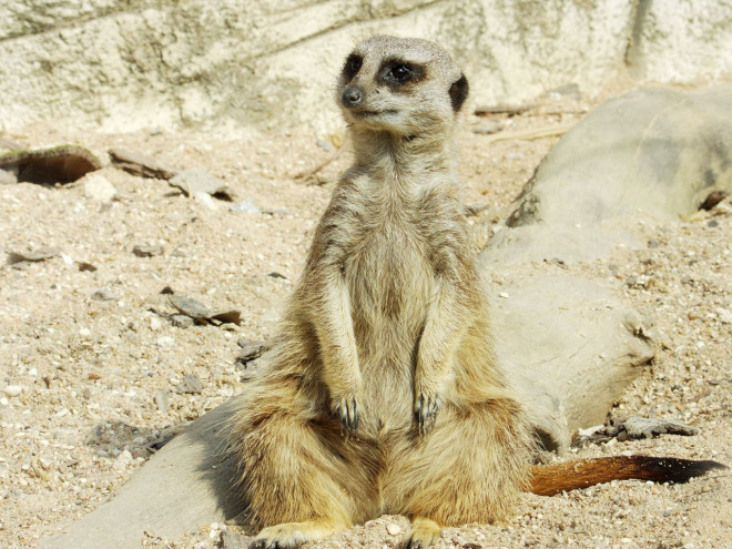 Photo de Suricate