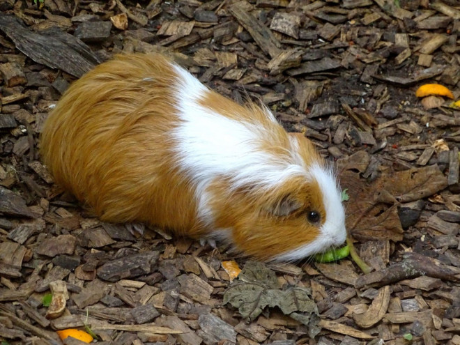 Photo de Cochon d'inde