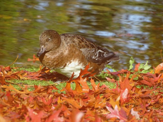 Photo de Canard