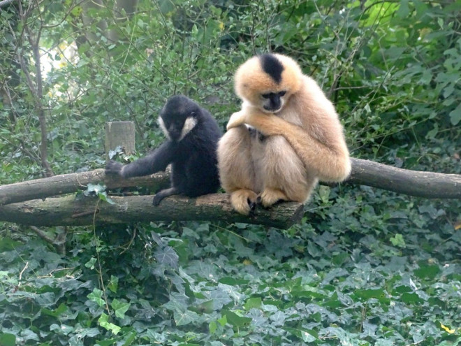 Photo de Singe - gibbon