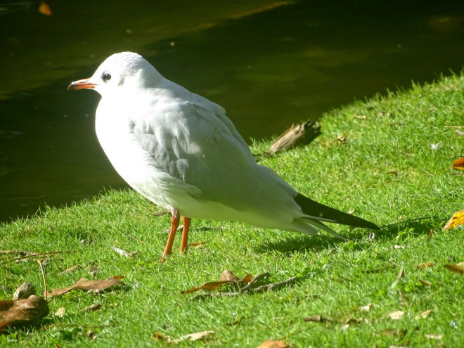 Photo de Mouette