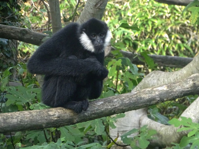 Photo de Singe - gibbon