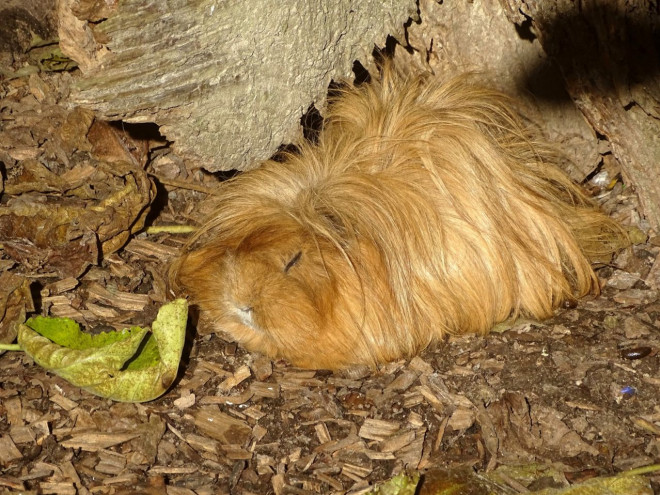 Photo de Cochon d'inde