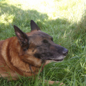 Photo de Berger belge malinois