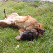 Photo de Berger belge malinois