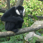 Photo de Singe - gibbon