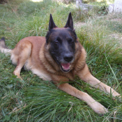 Photo de Berger belge malinois