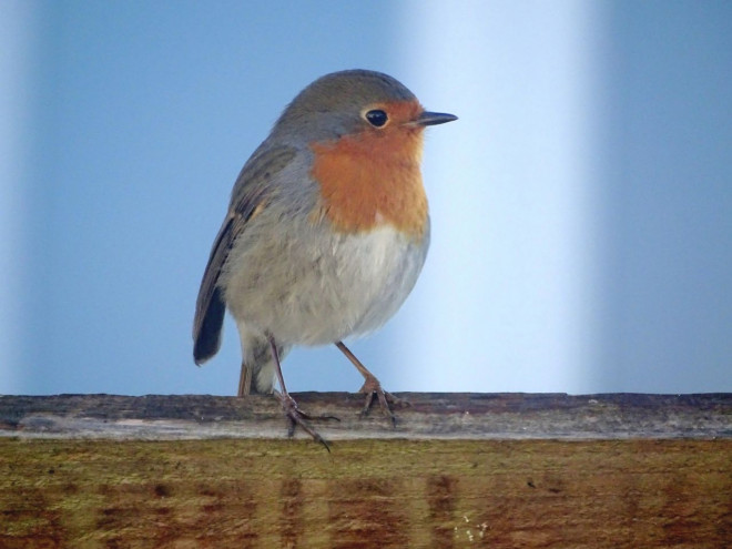 Photo de Rouge gorge