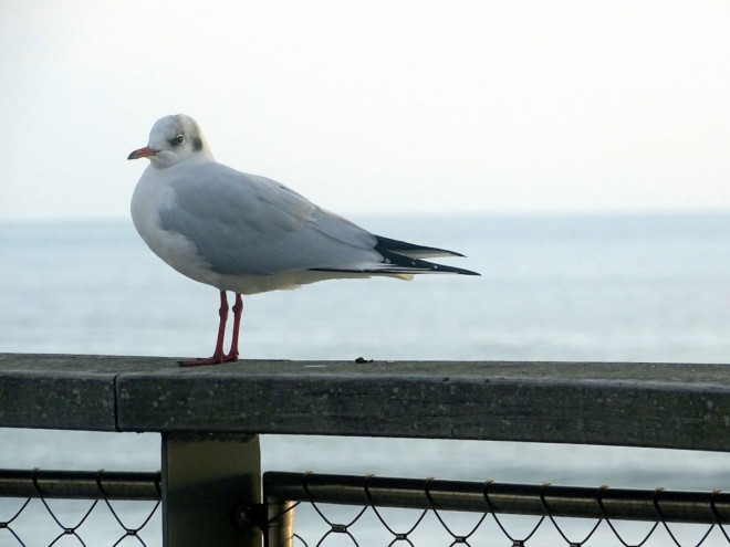 Photo de Mouette