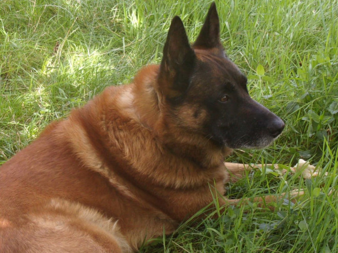 Photo de Berger belge malinois