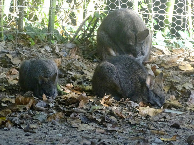 Photo de Wallaby