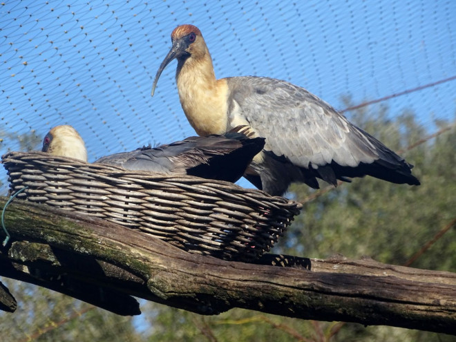 Photo d'Ibis