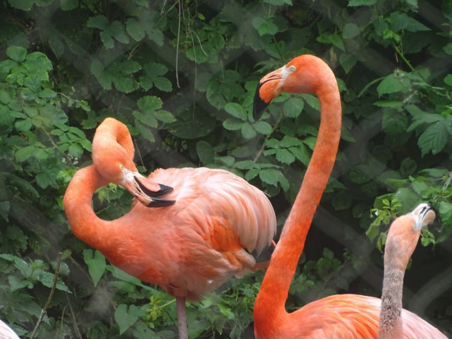 Photo de Flamand rose