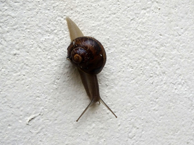 Photo d'Escargot