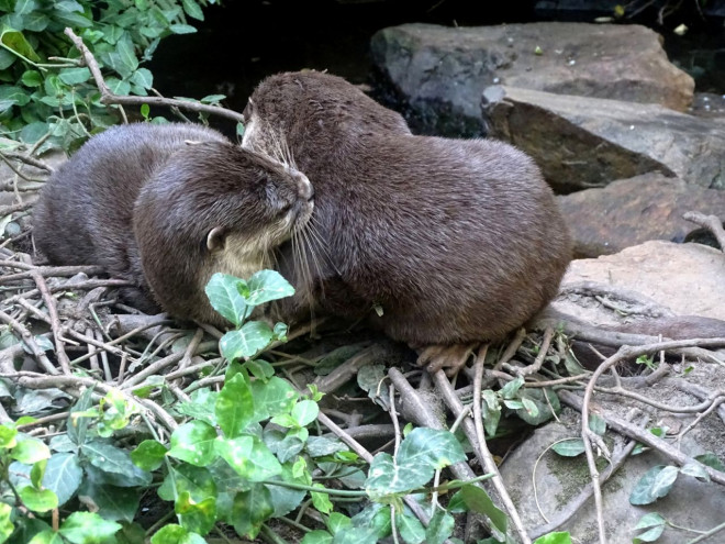 Photo de Loutre