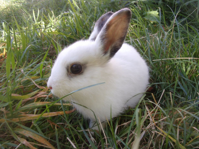 Photo de Lapin