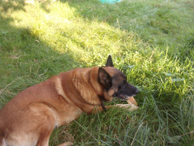 Photo de Berger belge malinois