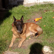 Photo de Berger belge malinois