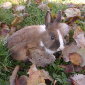 Photo de Lapin