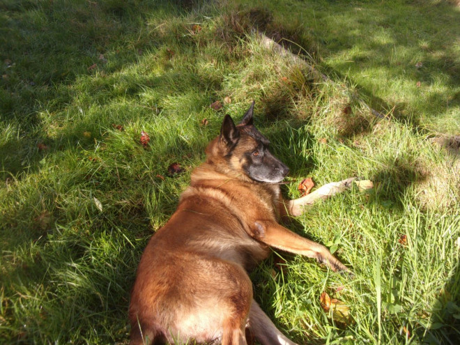 Photo de Berger belge malinois