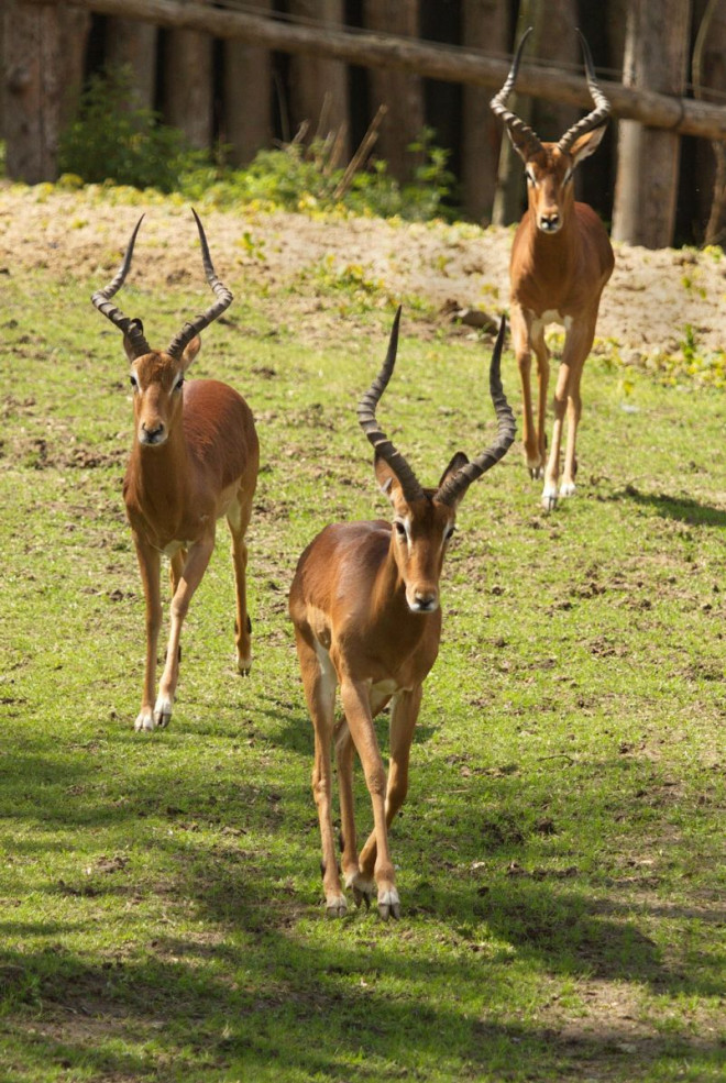 Photo d'Antilope