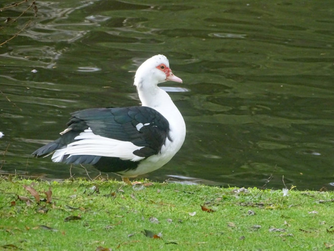 Photo de Canard de barbarie