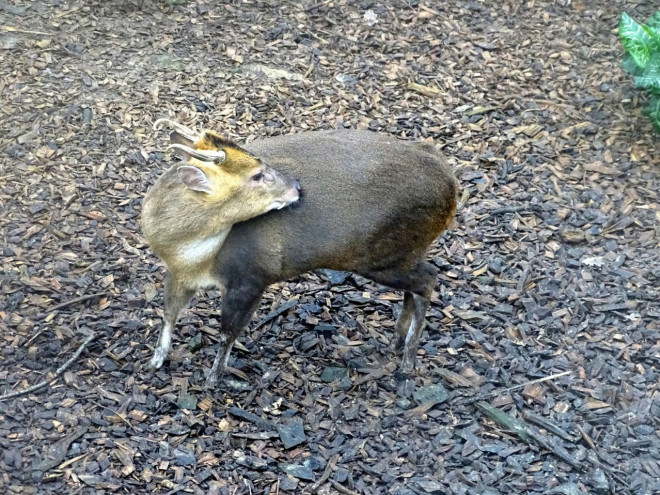 Photo de Muntjac