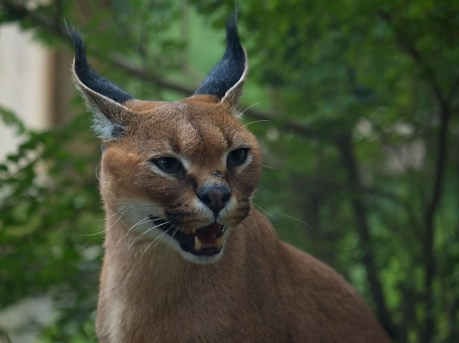 Photo de Caracal