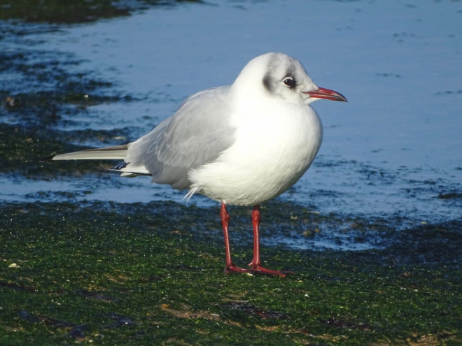 Photo de Mouette