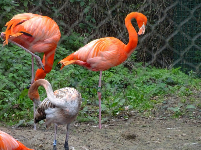 Photo de Flamand rose