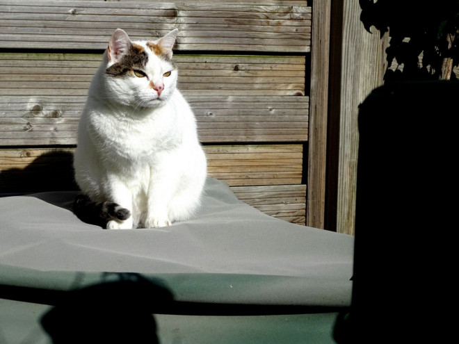 Photo de Chat domestique