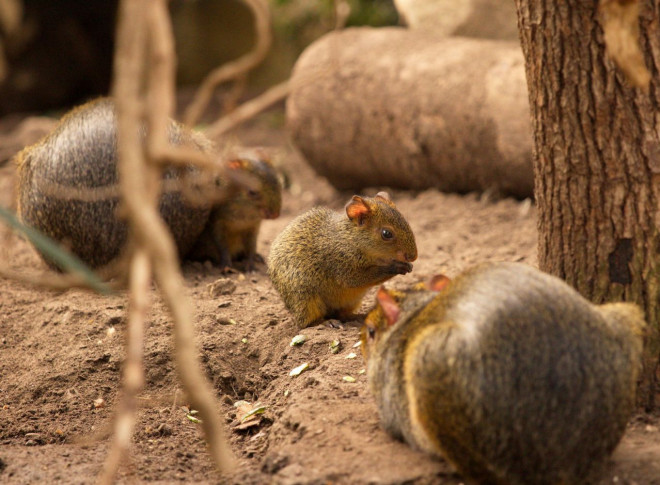 Photo d'Agouti