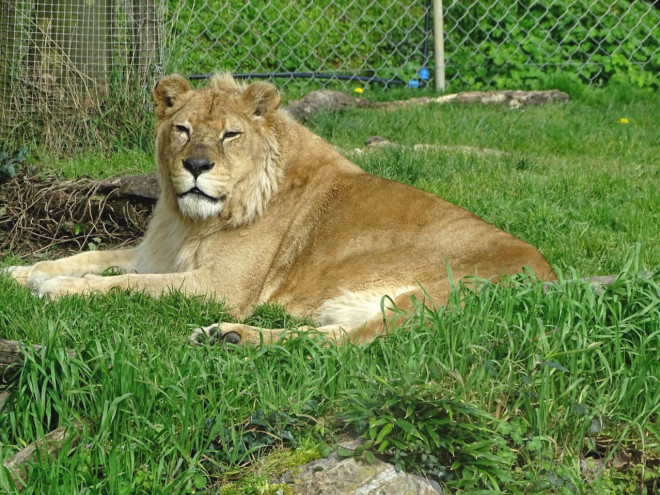 Photo de Lion