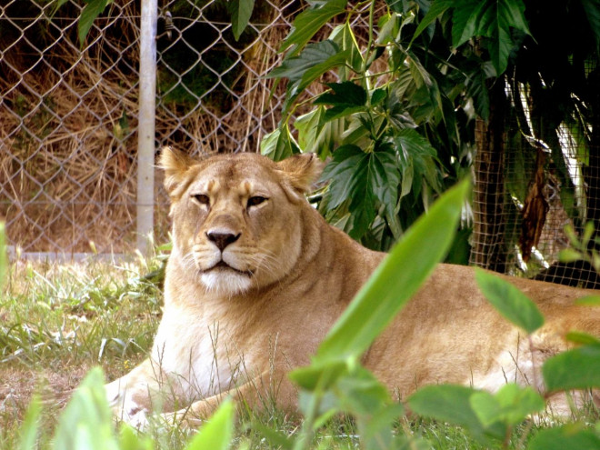 Photo de Lion