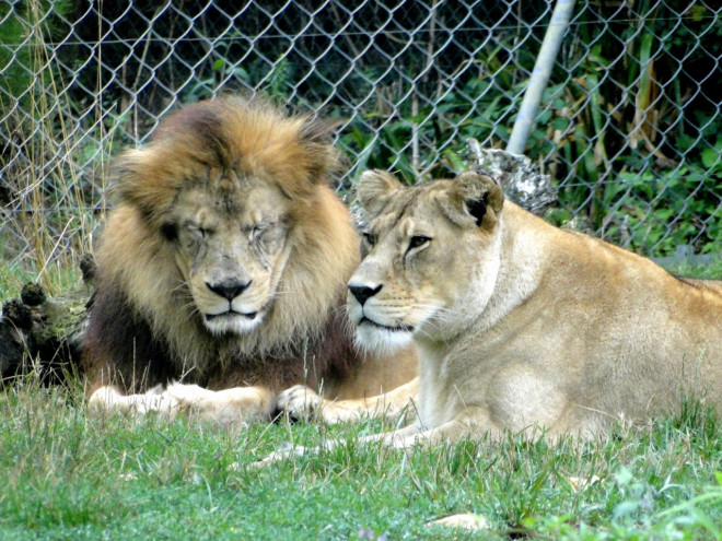 Photo de Lion