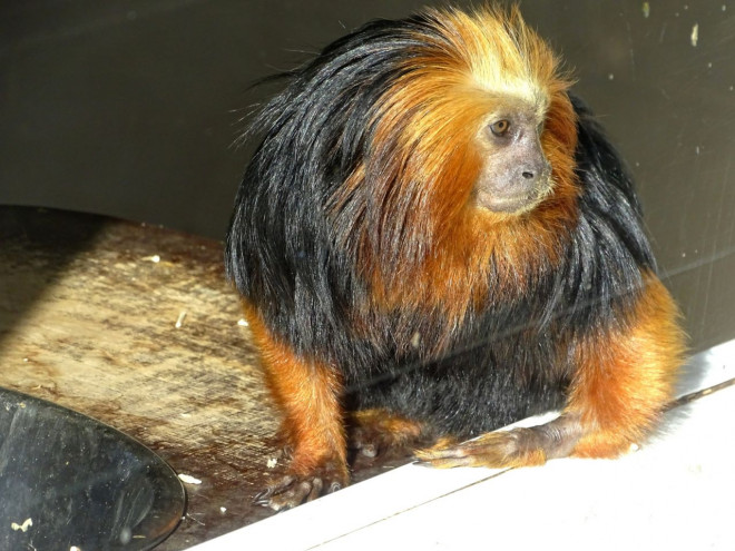 Photo de Singe - tamarin lion  tte dore