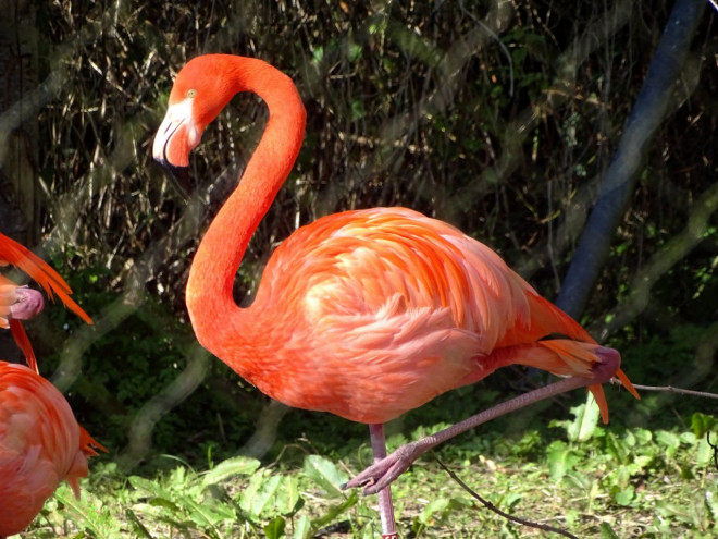 Photo de Flamand rose