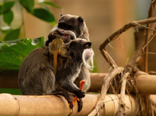 Photo de Singe - tamarin empereur