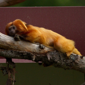 Photo de Singe - tamarin lion  tte dore