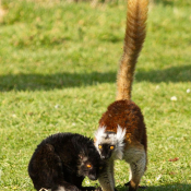 Photo de Lmurien - lmur macaco