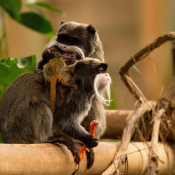 Fond d'cran avec photo de Singe - tamarin empereur