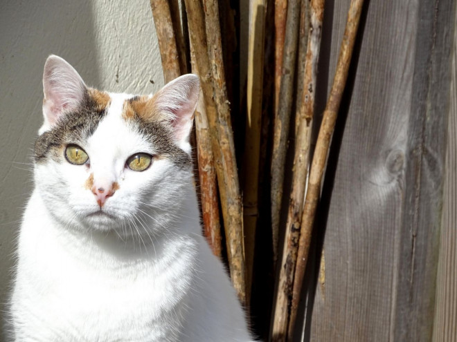 Photo de Chat domestique