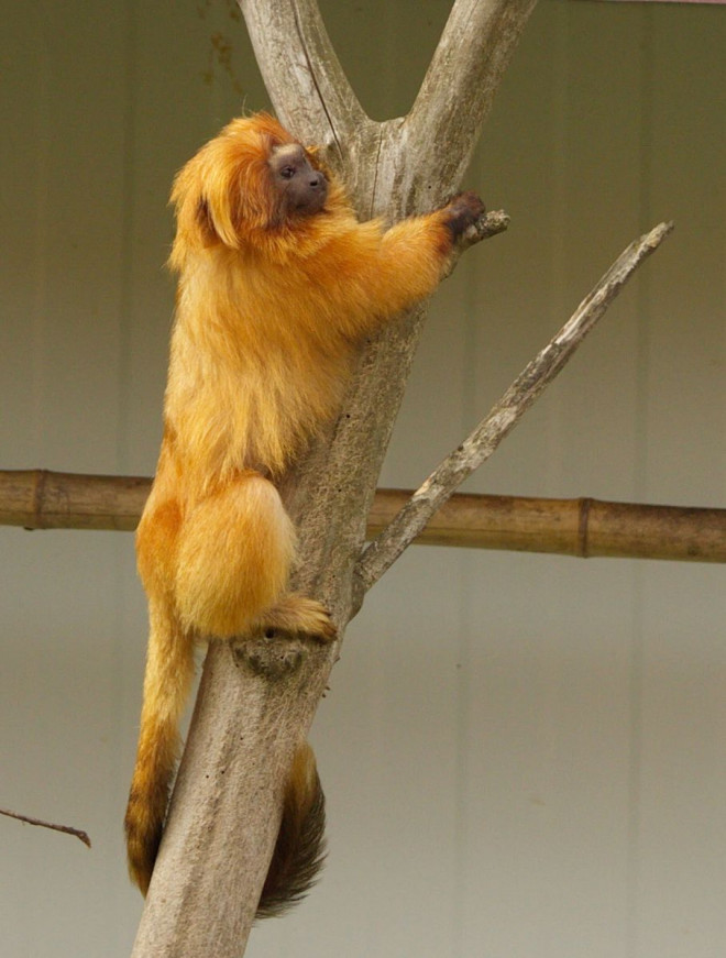 Photo de Singe - tamarin lion  tte dore